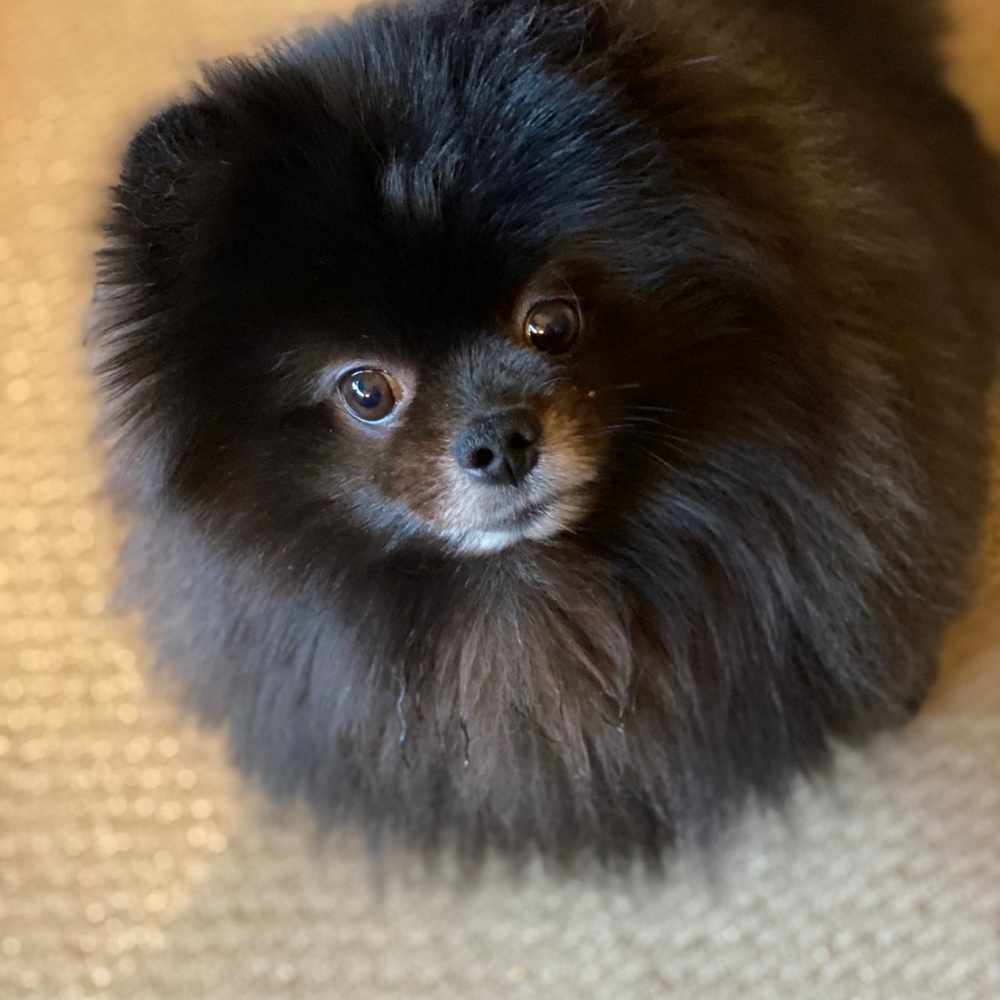 Meet your Posher, Suzanne